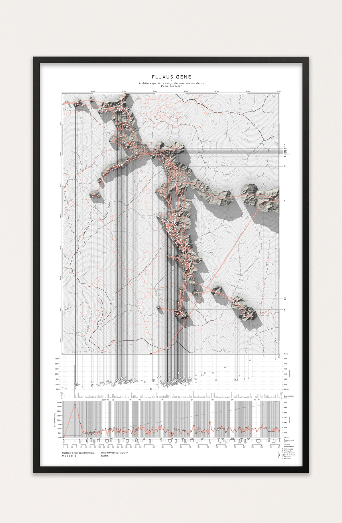 El territorio del puma: Mapa de desplazamiento